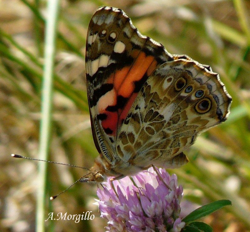 vanessa cardui